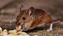 24 Hour & Emergency Exterminators in Primm Springs, TN